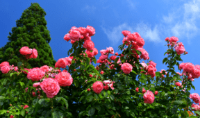 3 Plants That Need To Be Pruned During Spring And 3 That Don’t
