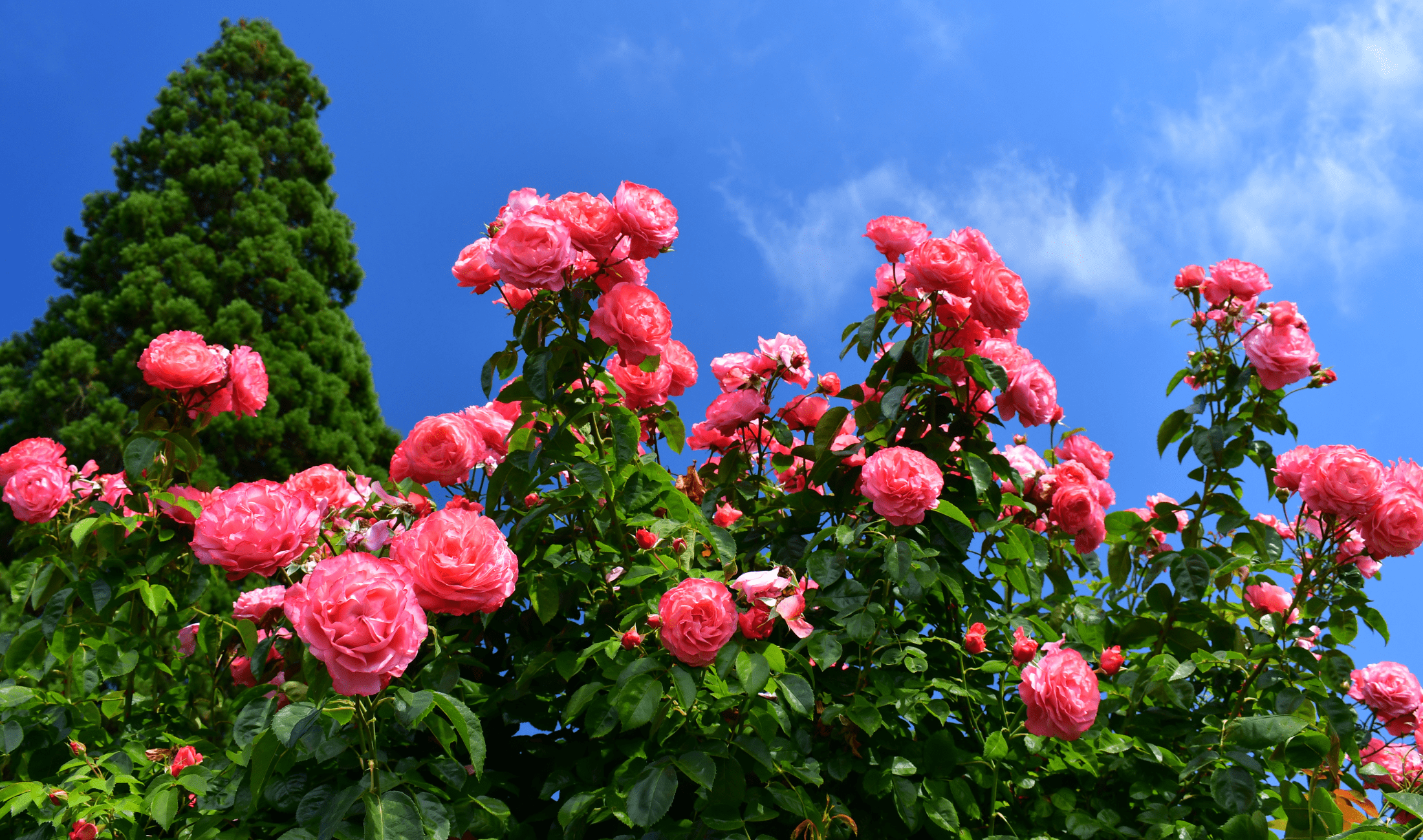 A rose bush.