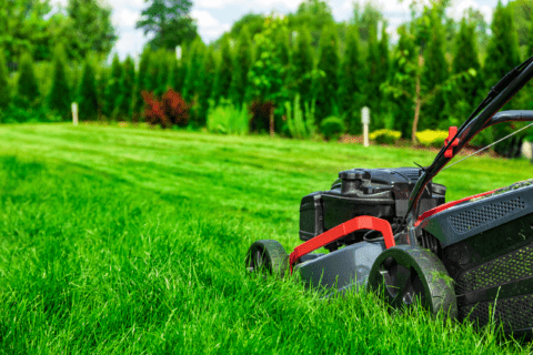 Mowing lawn in lines.