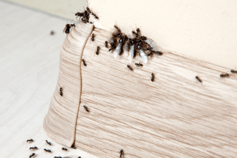Ants on baseboards.