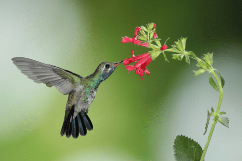Hummingbird and Salvia flower.