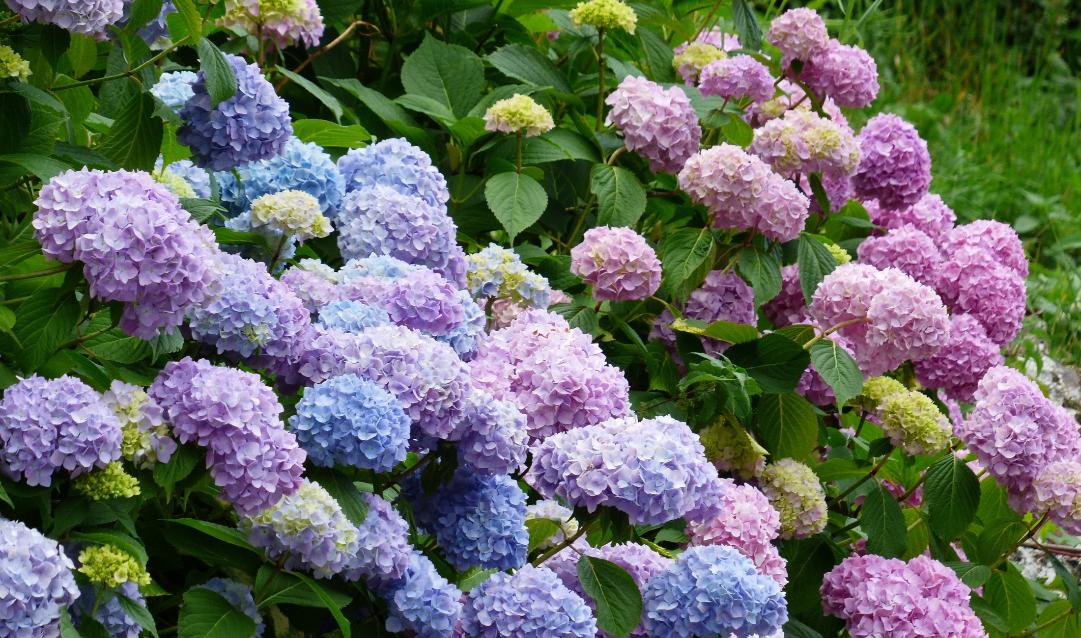 A hydrangea bush.