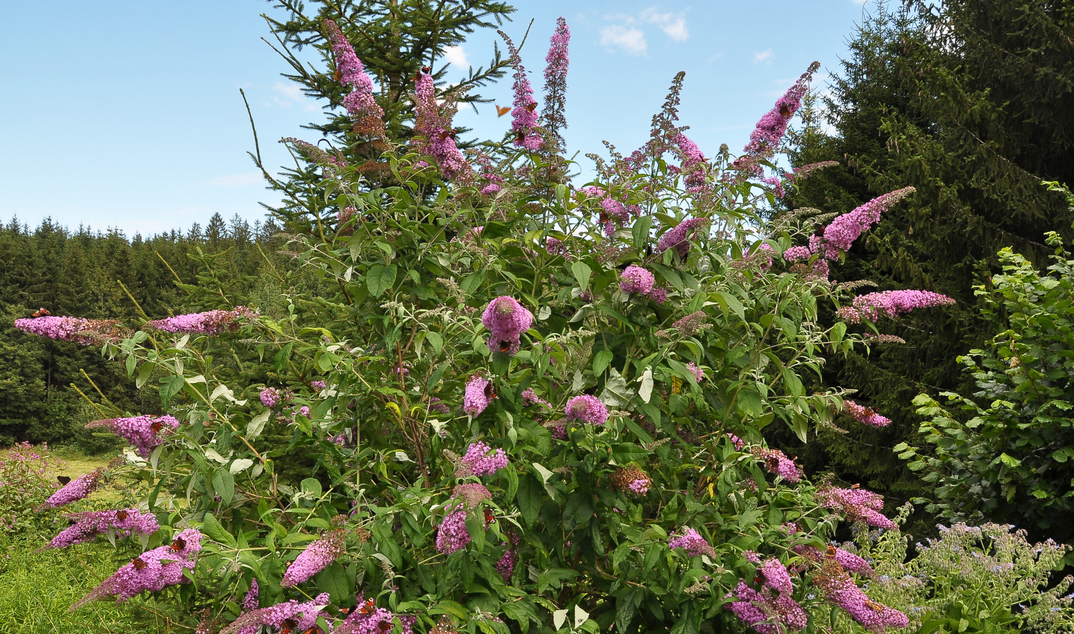 A butterfly bush.