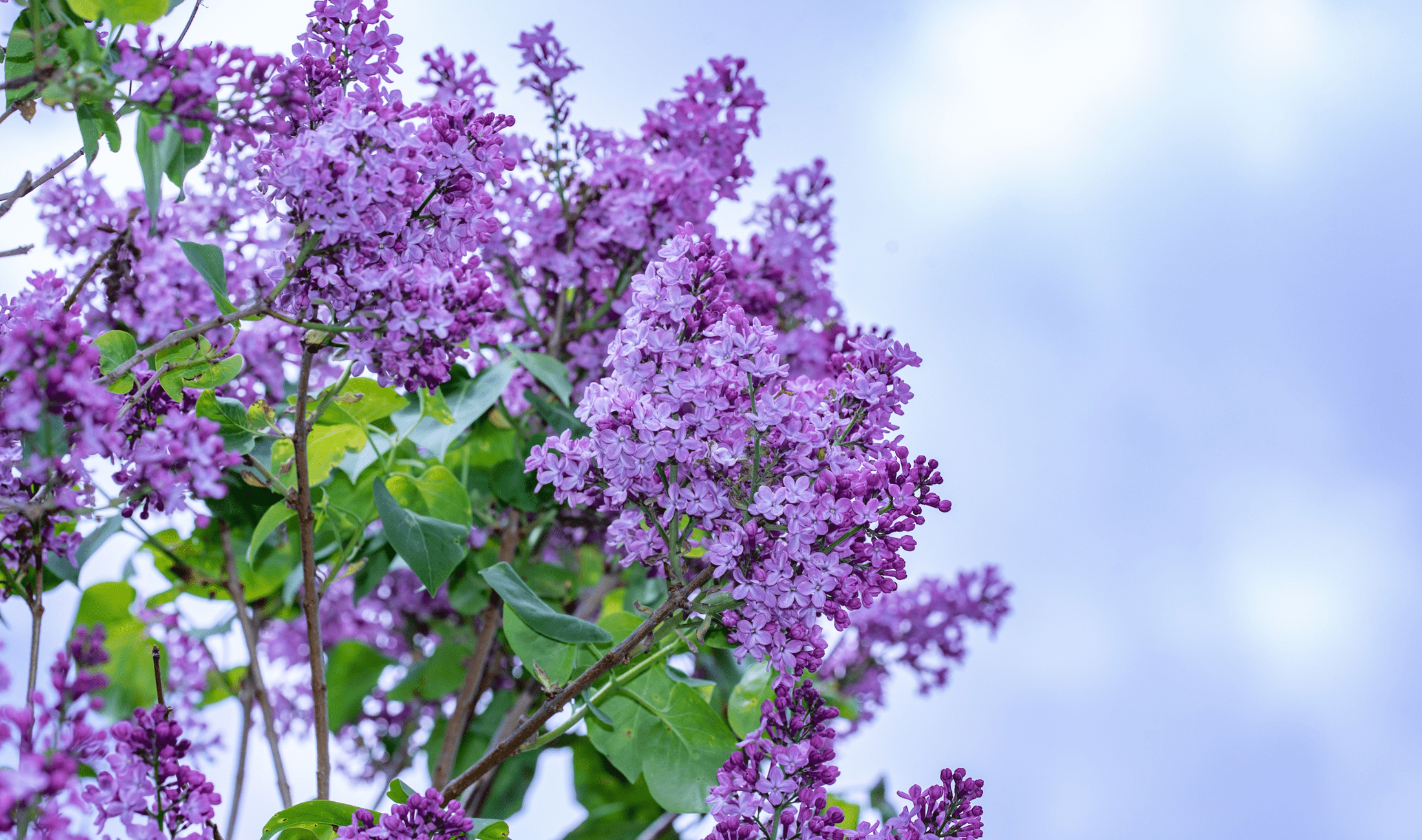 A lilac bush.