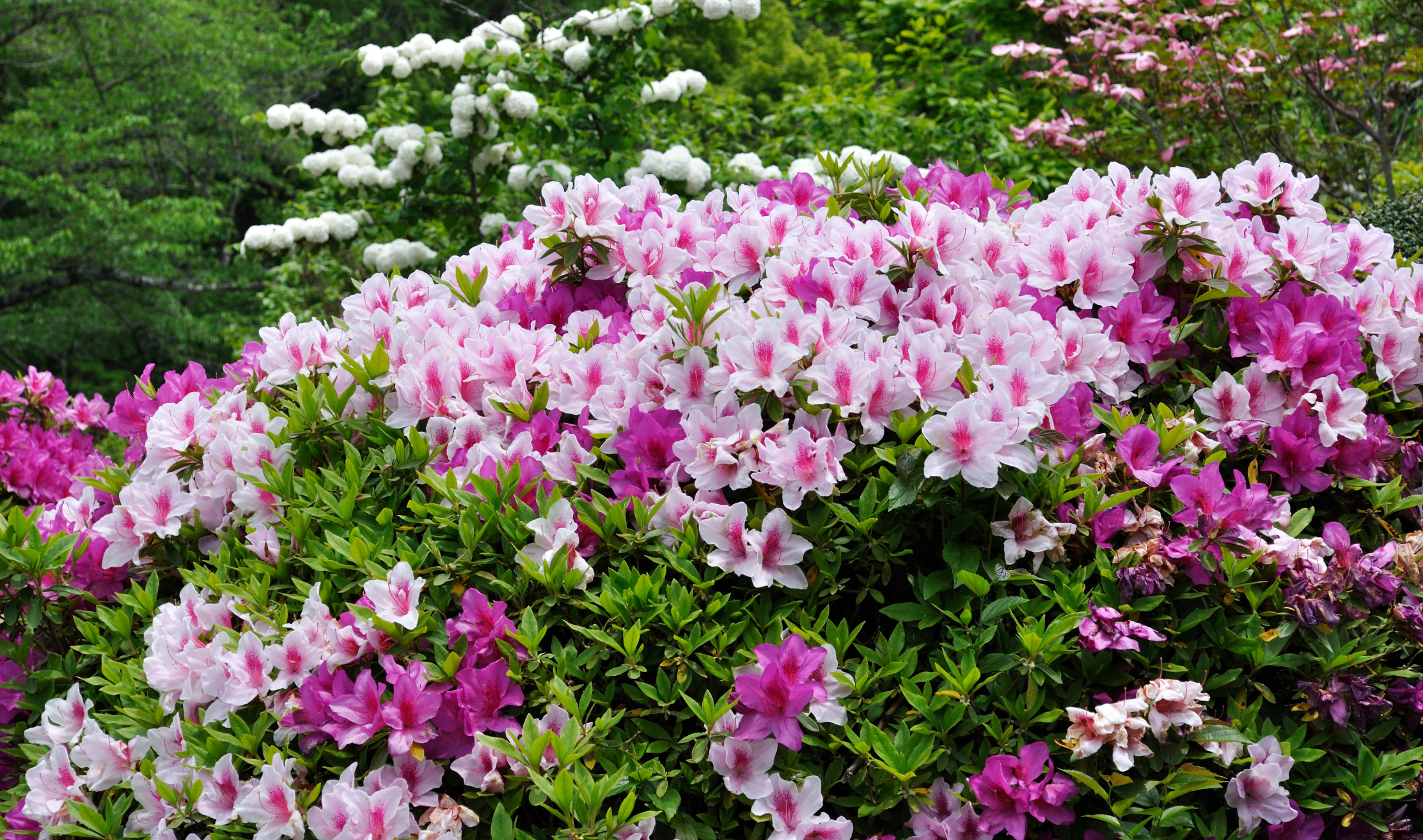 An azalea bush.