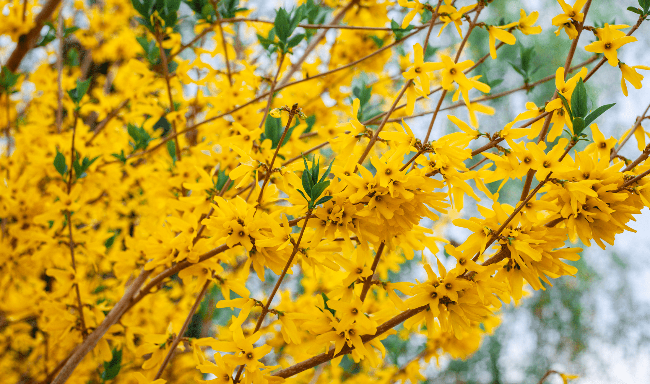 A Forsythia tree.